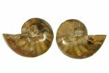 Jurassic Cut & Polished Nautilus (Cymatoceras) Fossil -Madagascar #287993-1